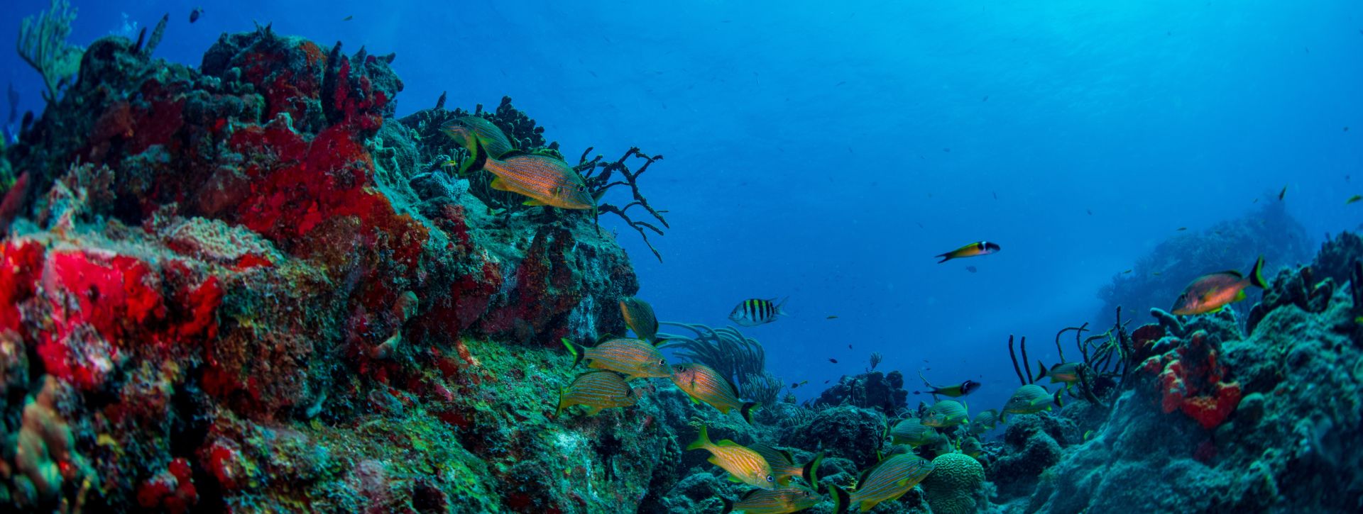 Diving St Barts
