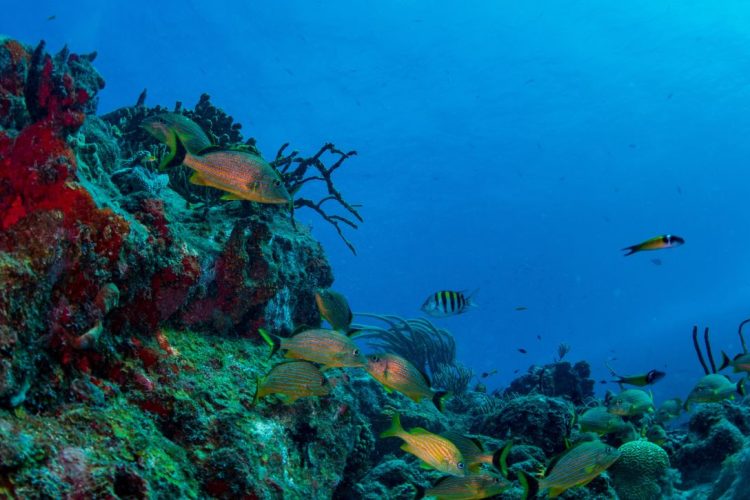 Diving St Barts
