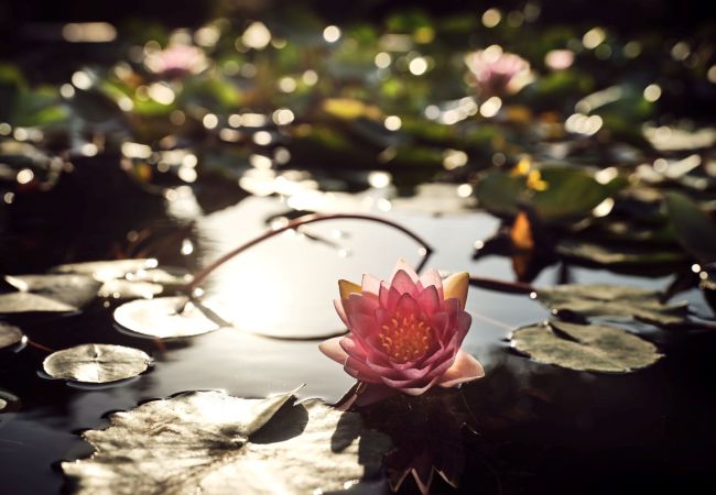 Finca en Zakinthos - Butterflies Zanta Estate Zakynthos 7-bd Finca en Zakinthos - Butterflies Zanta Estate Zakynthos 7-bd